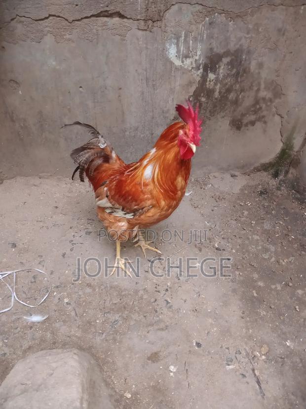Pure Kienyeji Chicken Jogoo
