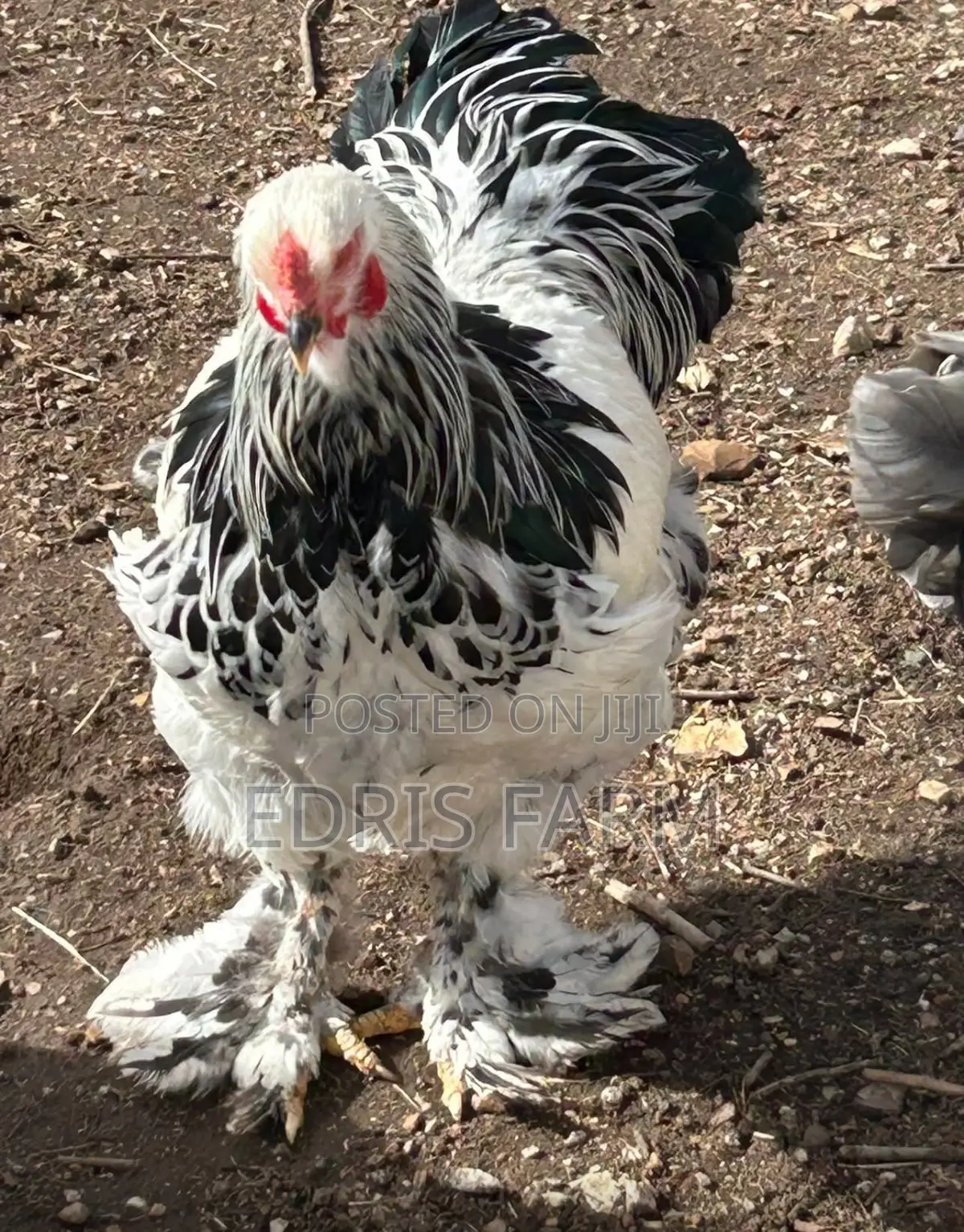Brahma Chicken [4months]