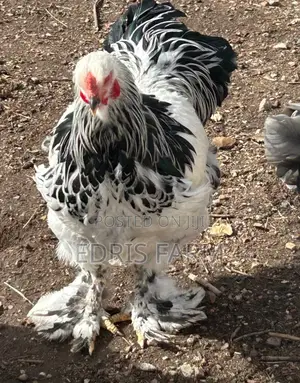 Brahma Chicken [4months]