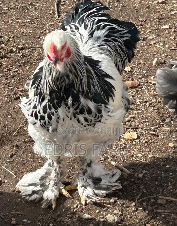 Brahma Chicken [4months]