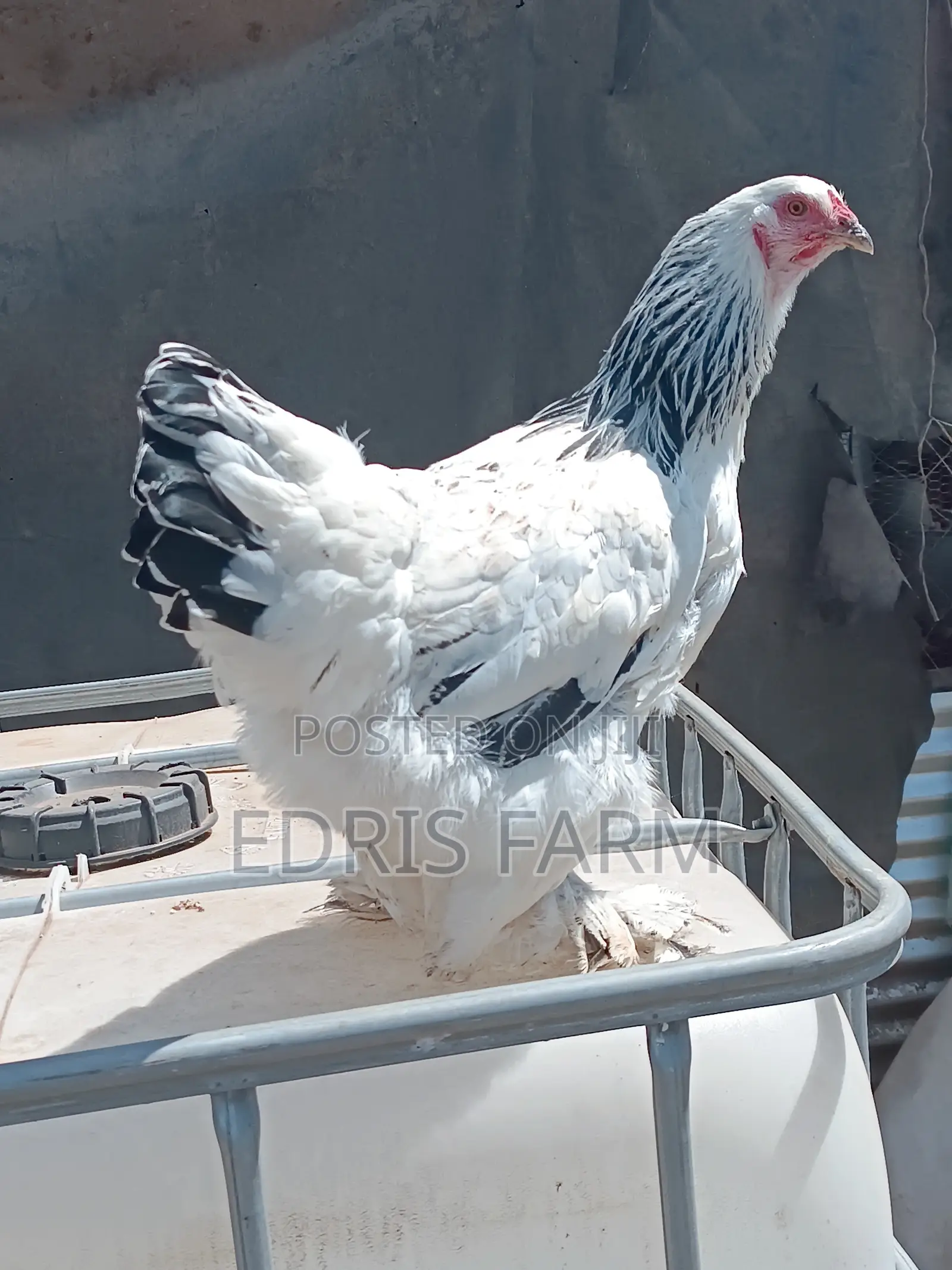Brahma Chicken [4months]