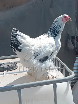 Brahma Chicken [4months]