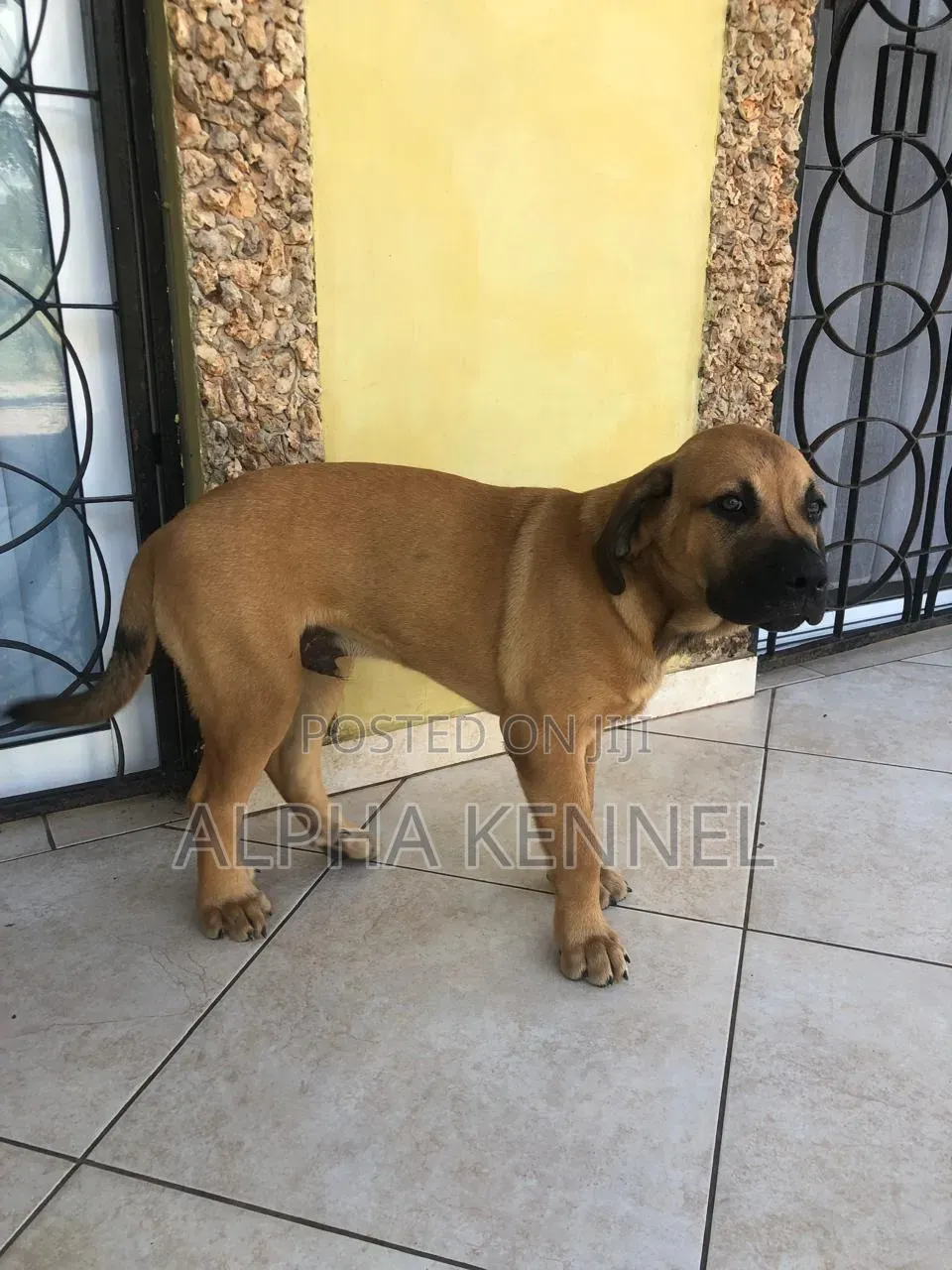 1-3 months Male Purebred Boerboel