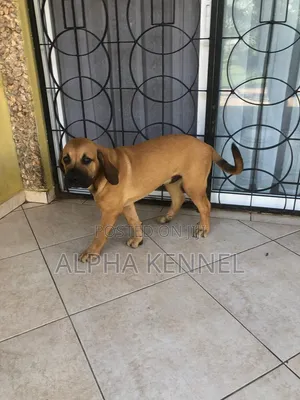 1-3 months Male Purebred Boerboel