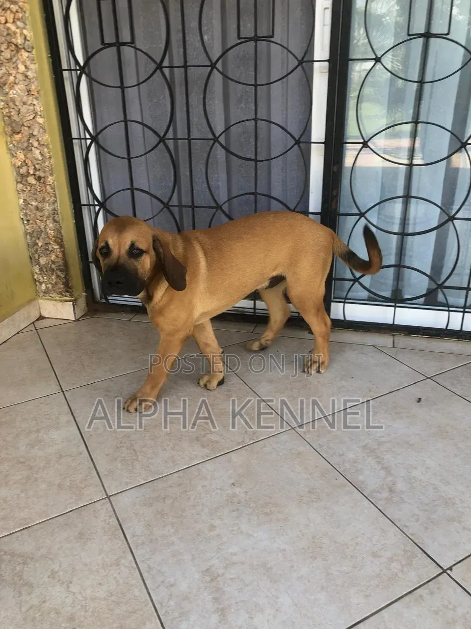 1-3 months Male Purebred Boerboel