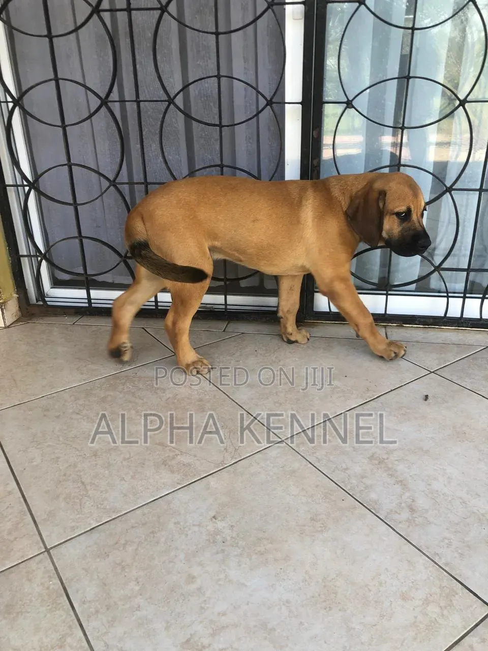 1-3 months Male Purebred Boerboel