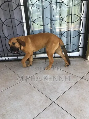 1-3 months Male Purebred Boerboel