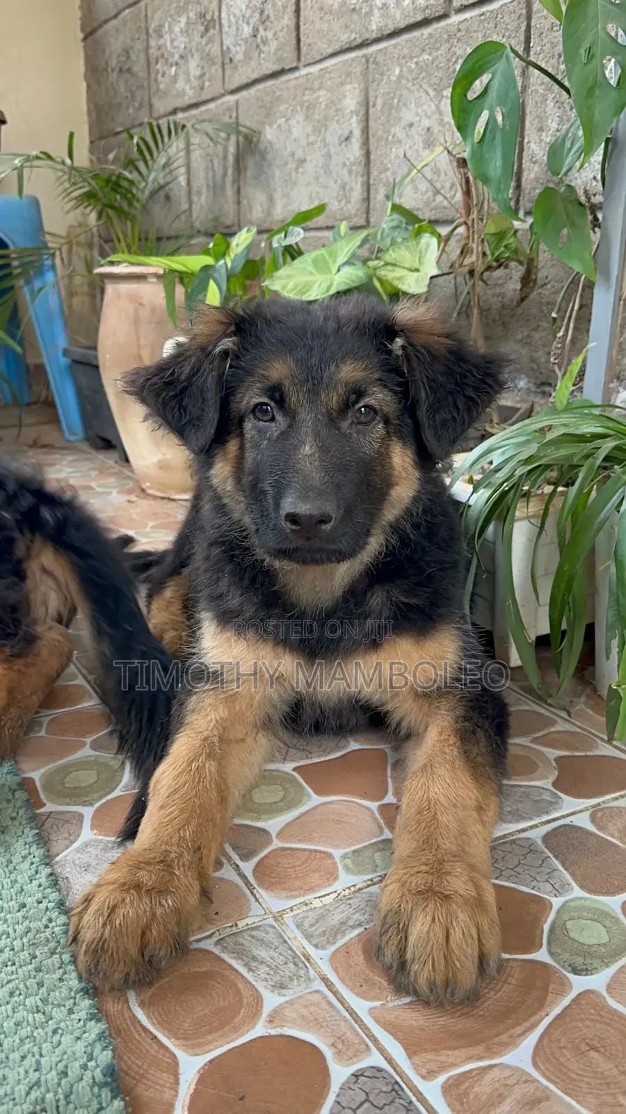 1-3 months Male Purebred German Shepherd