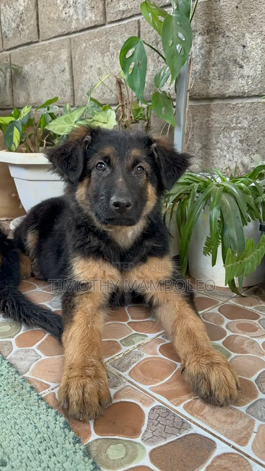 1-3 months Male Purebred German Shepherd