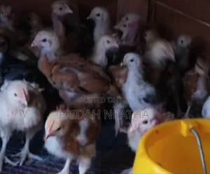 One Month Old Chicks