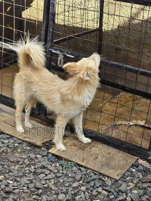 1+ year Male Mixed Breed Siberian Husky