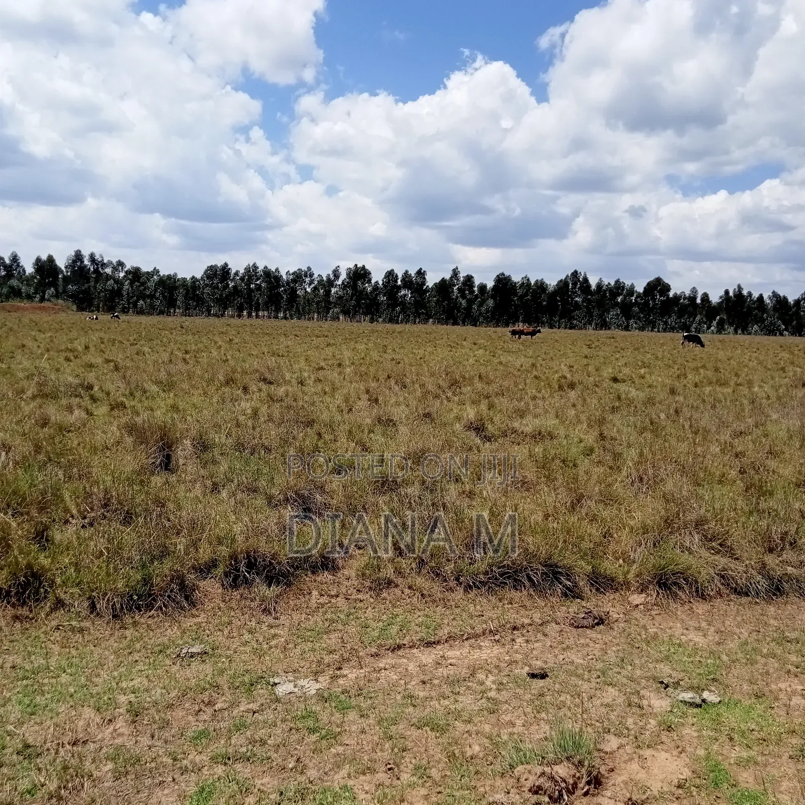 10 Acres on Quick Sale in Nyandarua Nguo