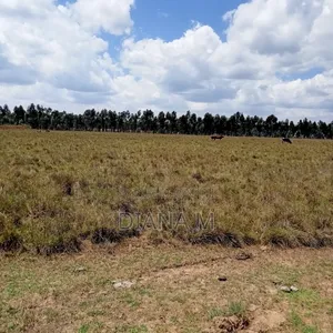 10 Acres on Quick Sale in Nyandarua Nguo