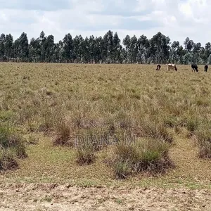 10 Acres on Quick Sale in Nyandarua Nguo