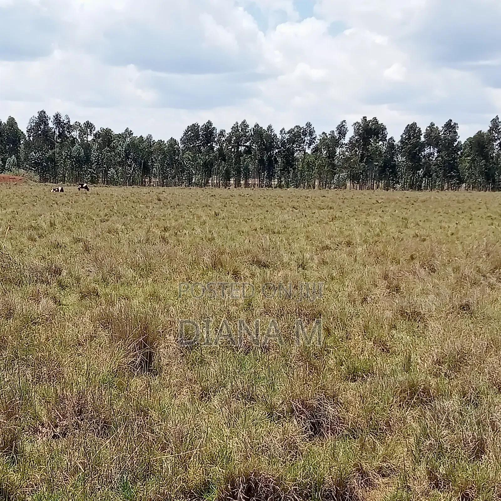 10 Acres on Quick Sale in Nyandarua Nguo