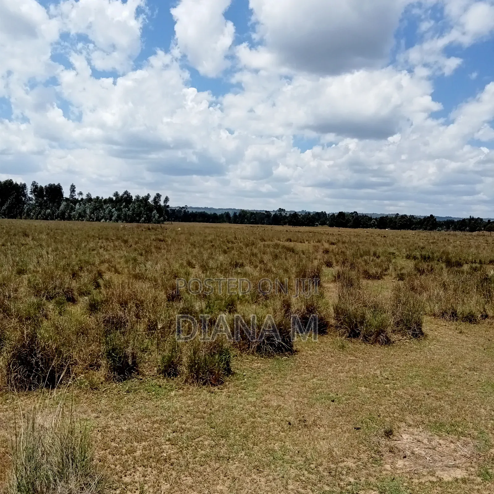 10 Acres on Quick Sale in Nyandarua Nguo