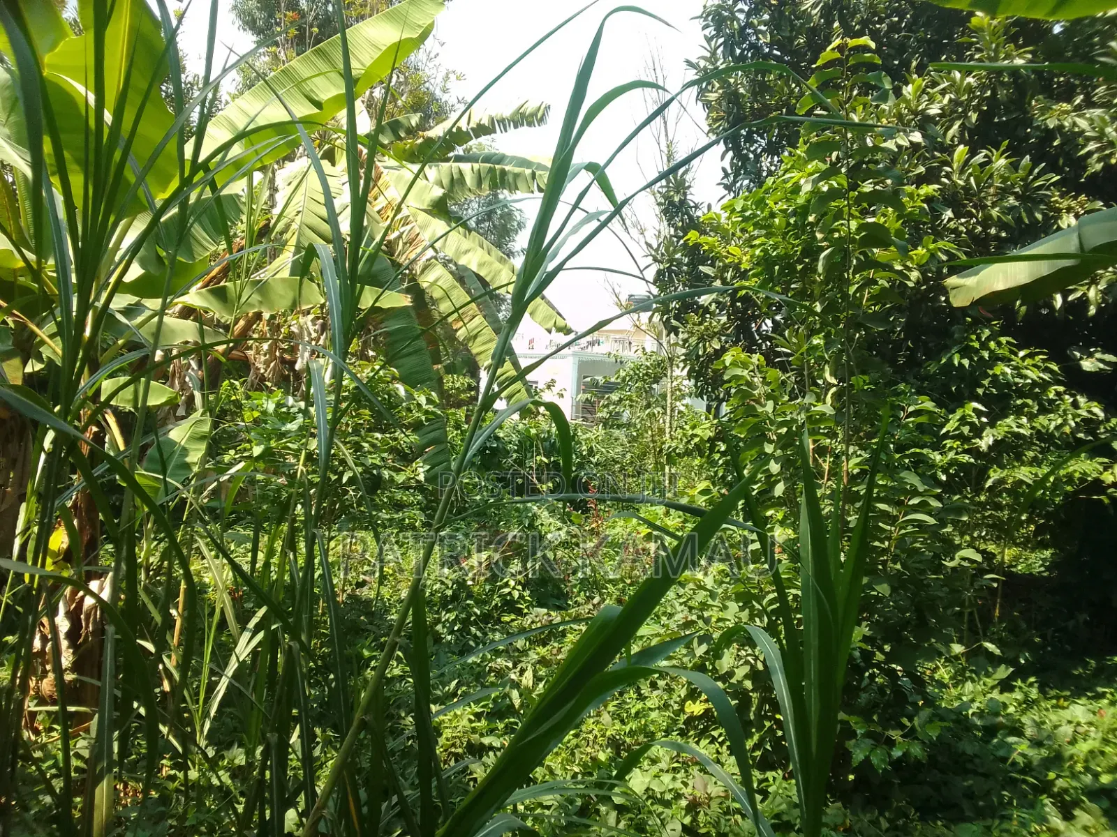 50*100 Muongoiya/Ruaka