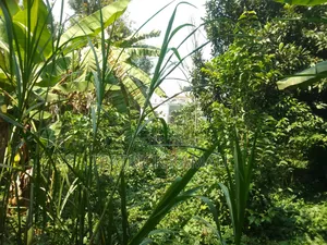 50*100 Muongoiya/Ruaka