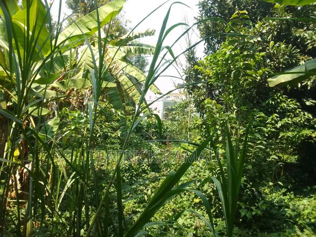 50*100 Muongoiya/Ruaka