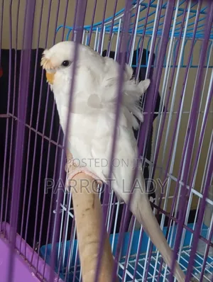 Flower Budgie