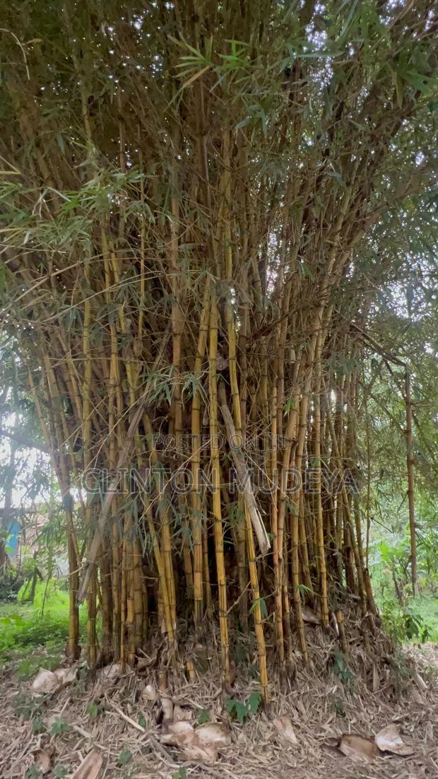 Bamboo for Sale - thumbnail 4