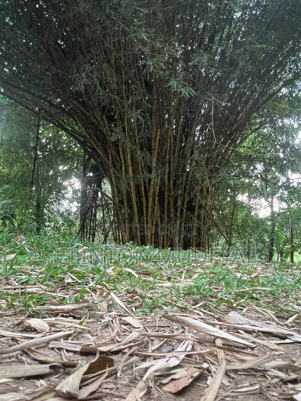 Bamboo for Sale - thumbnail 2