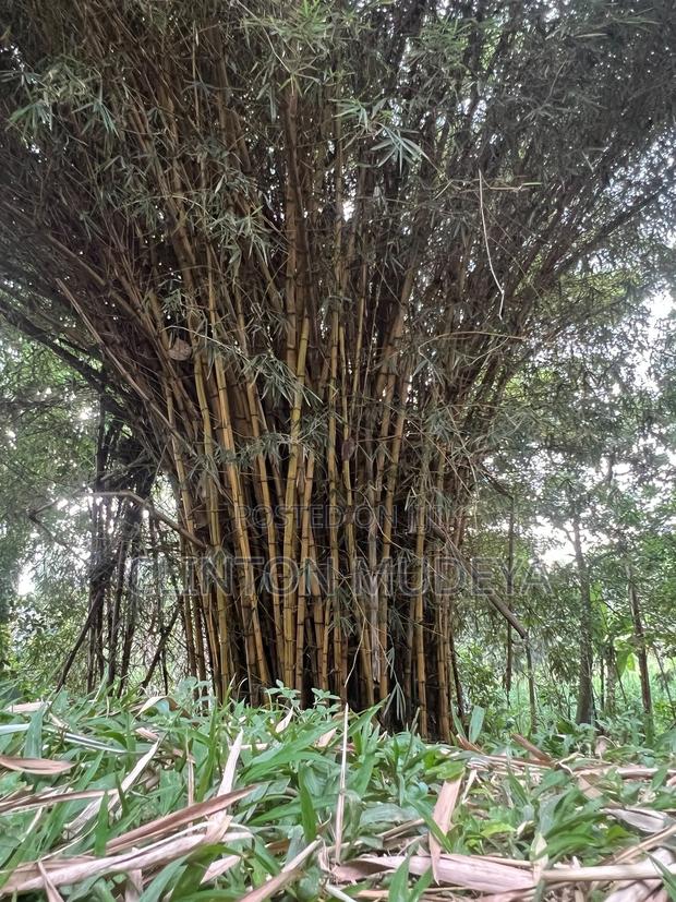 Bamboo for Sale - thumbnail 3