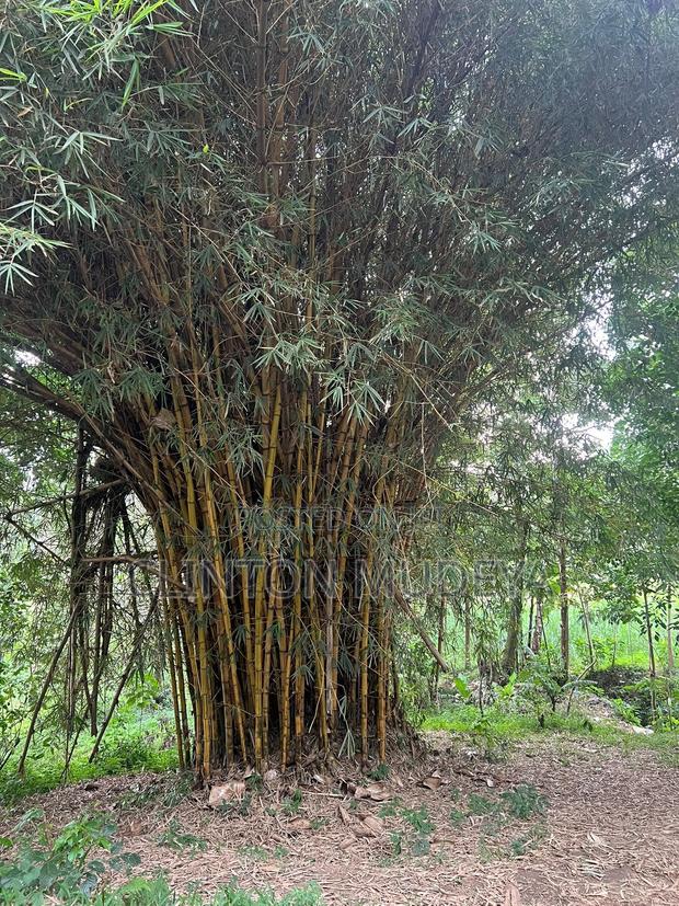 Bamboo for Sale - thumbnail 5