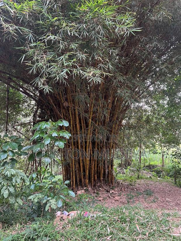 Bamboo for Sale - main view