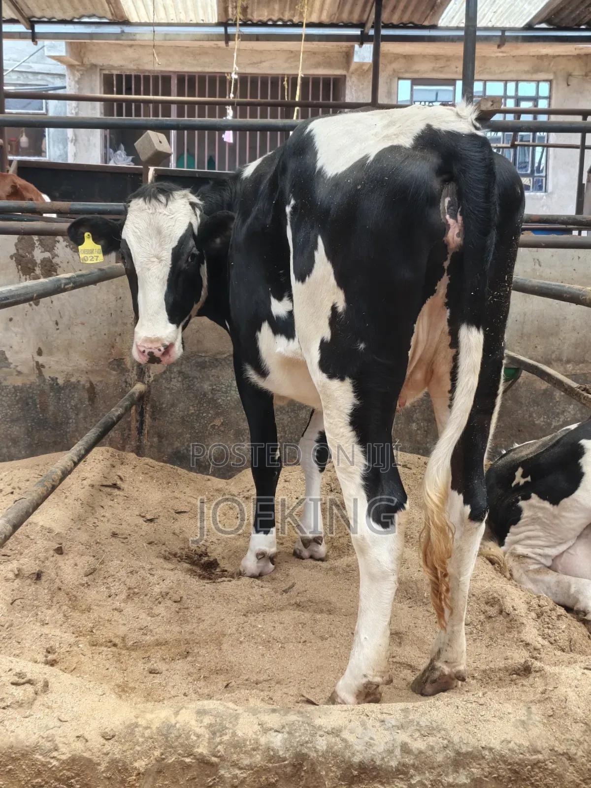 Pdigree Incalf Heifer