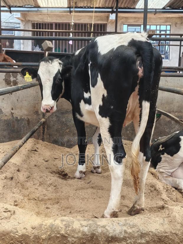 Pdigree Incalf Heifer