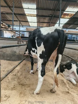 Pdigree Incalf Heifer