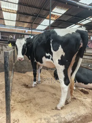 Pdigree Incalf Heifer