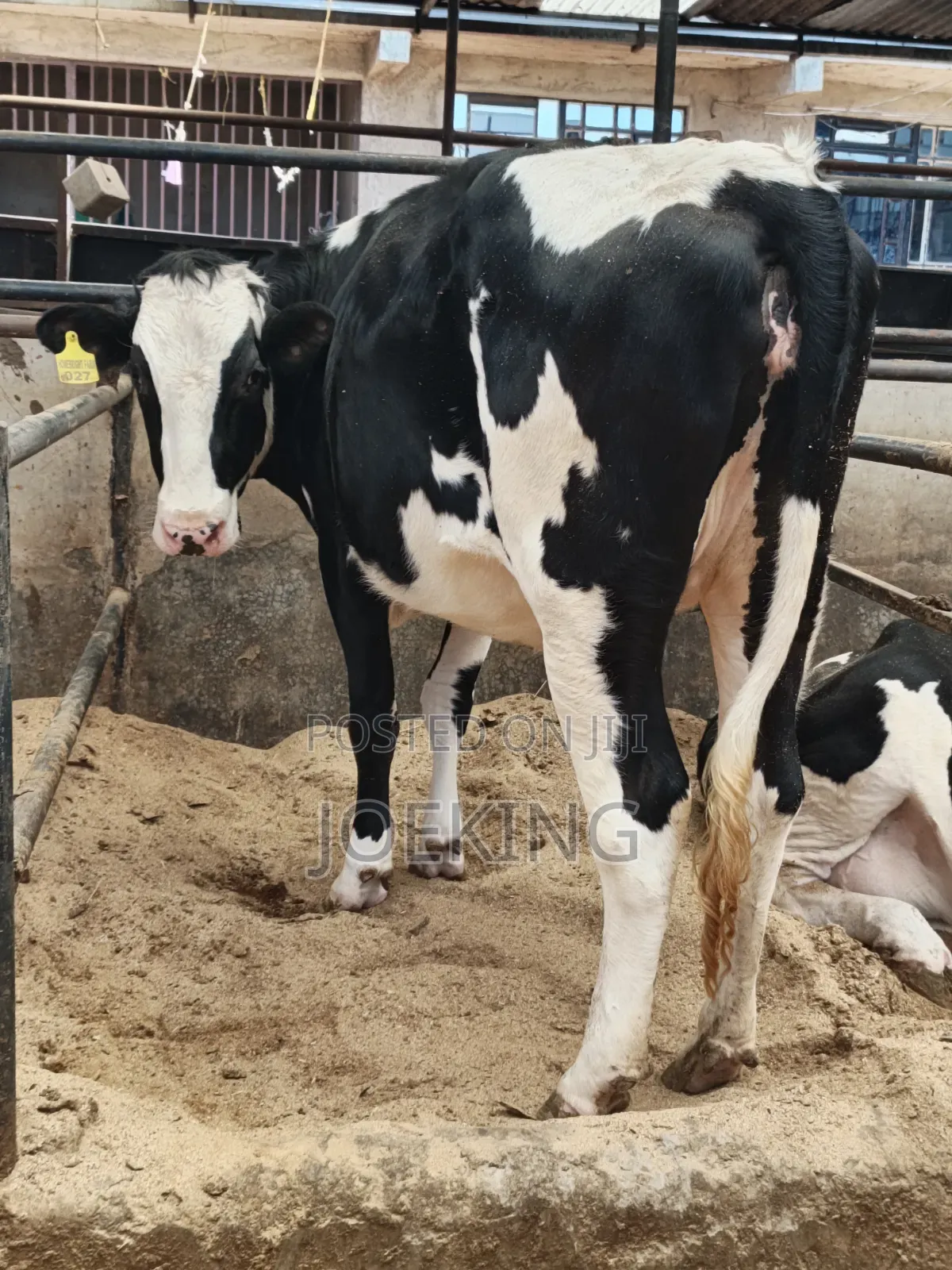 Pdigree Incalf Heifer