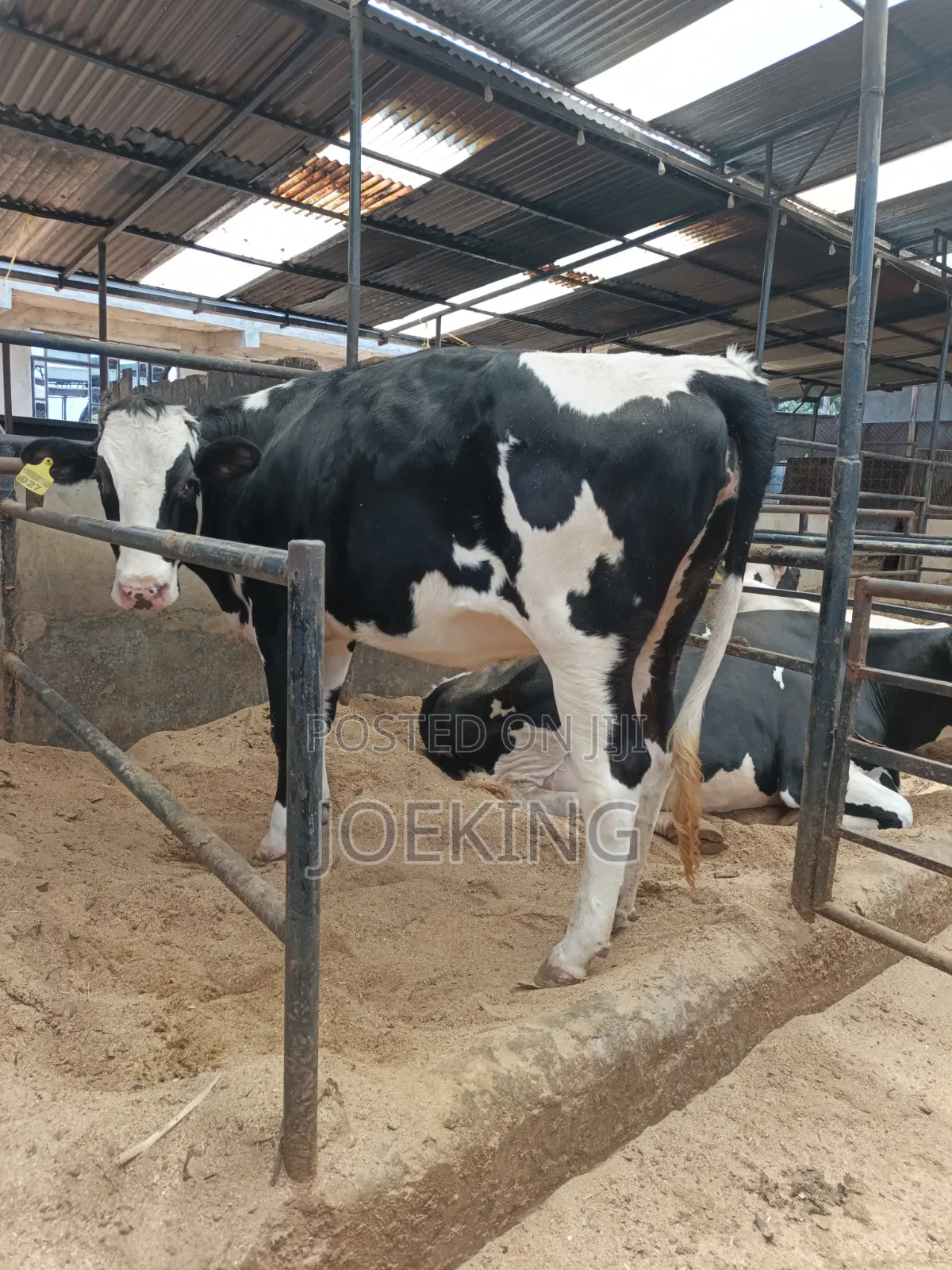 Pdigree Incalf Heifer