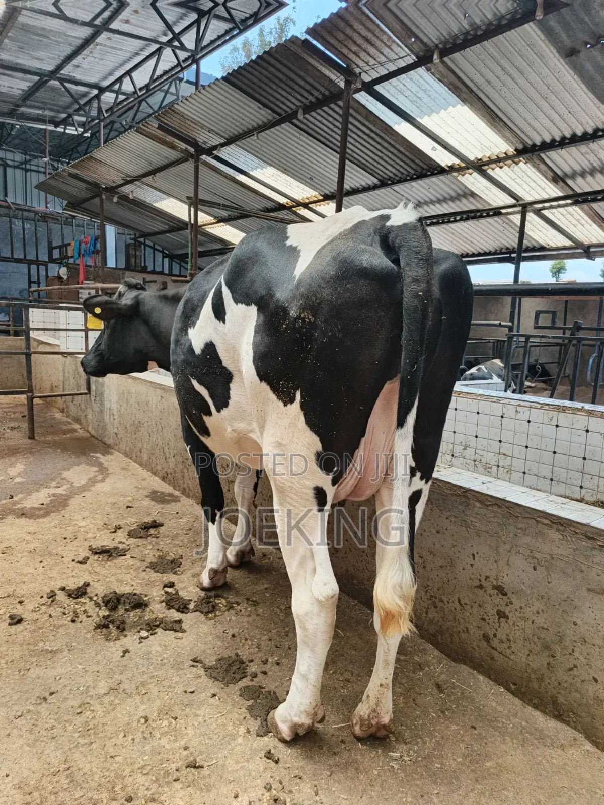 Pdigree Incalf Heifer