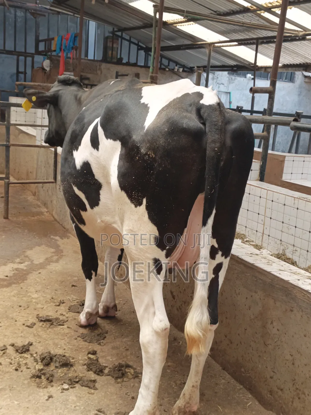 Pdigree Incalf Heifer