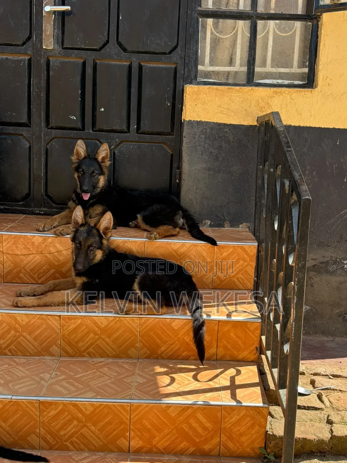 3-6 months Female Purebred German Shepherd