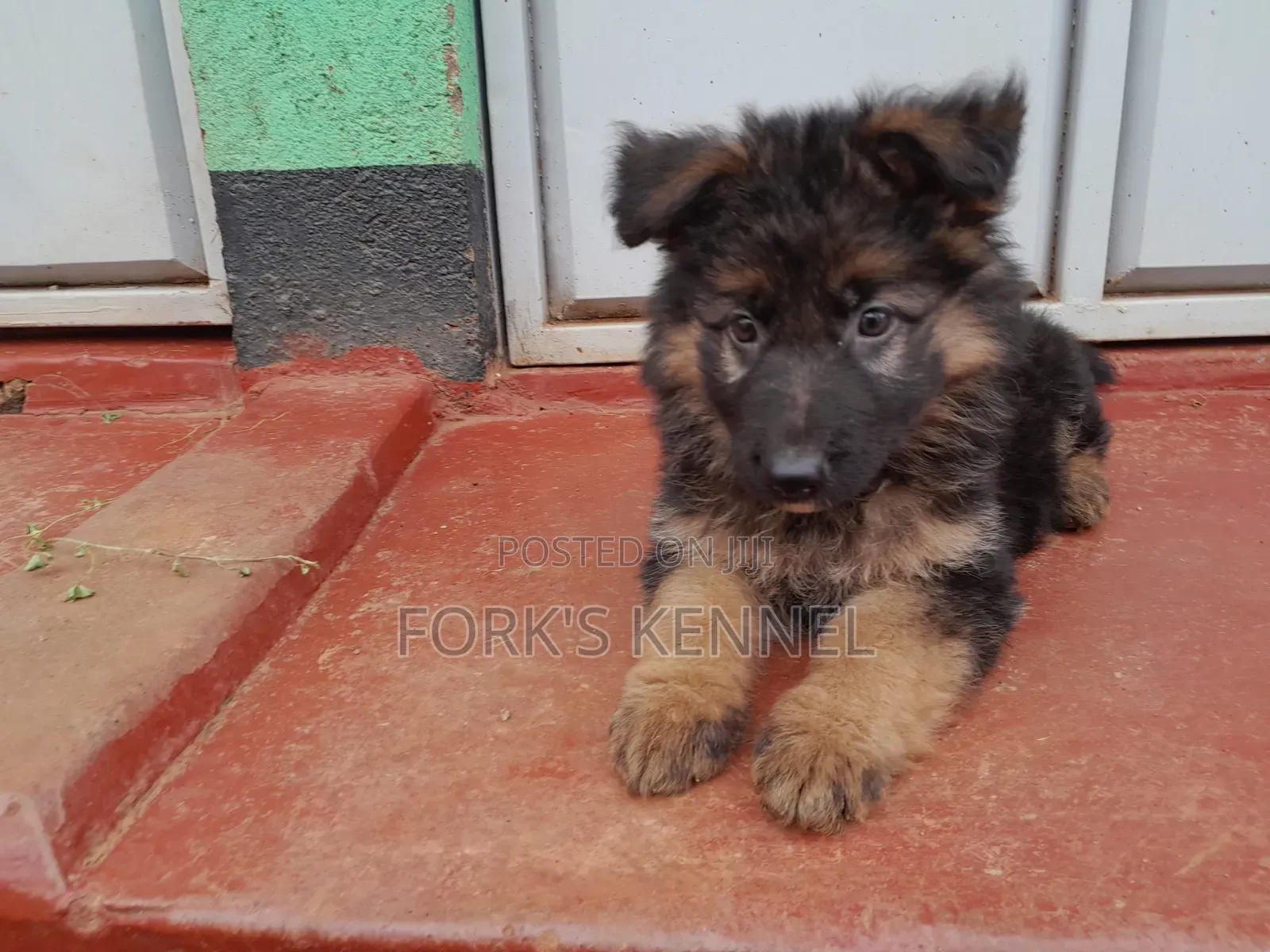 1-3 months Male Purebred German Shepherd