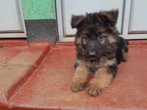 1-3 months Male Purebred German Shepherd