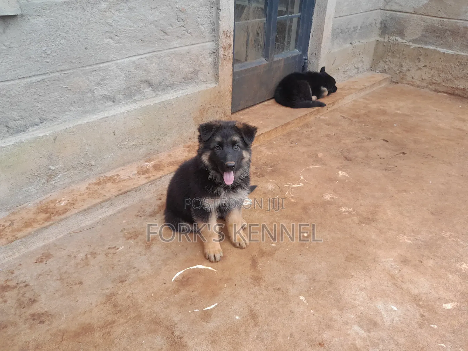 1-3 months Female Purebred German Shepherd