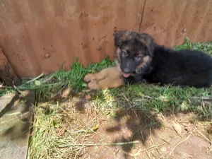 1-3 months Male Purebred German Shepherd