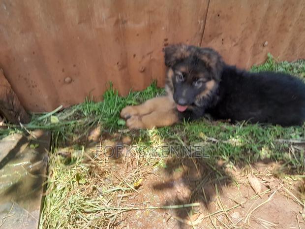1-3 months Male Purebred German Shepherd