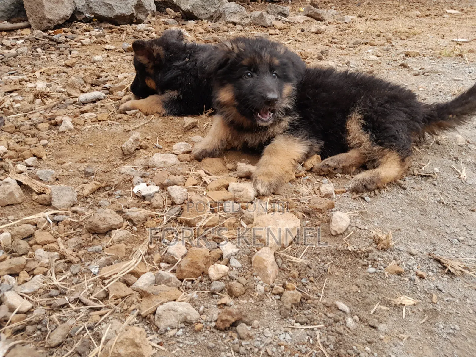 1-3 months Female Purebred German Shepherd