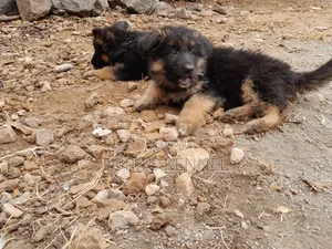 1-3 months Female Purebred German Shepherd