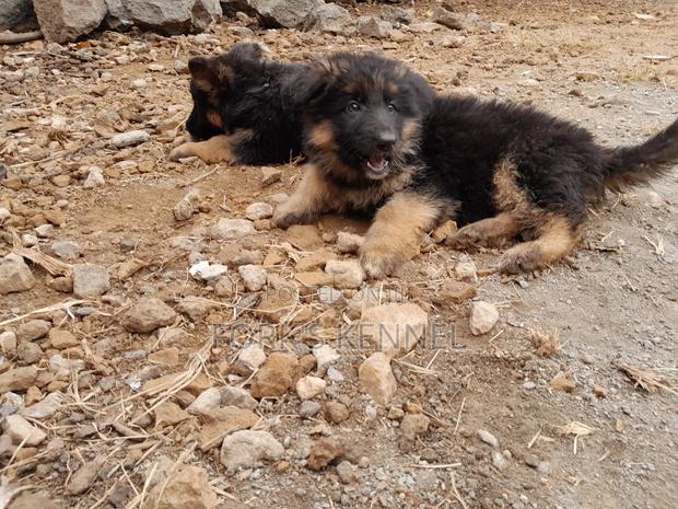 1-3 months Female Purebred German Shepherd