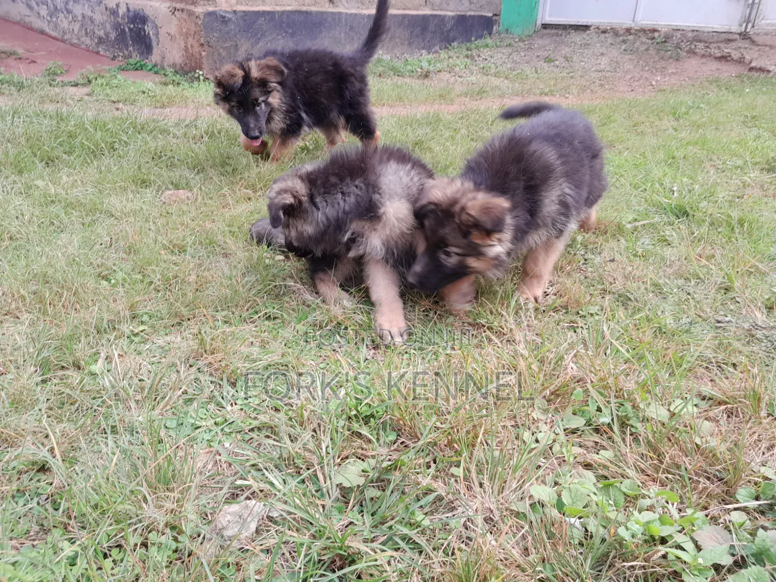 1-3 months Male Purebred German Shepherd