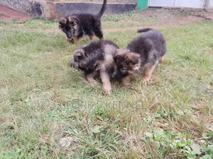 1-3 months Male Purebred German Shepherd