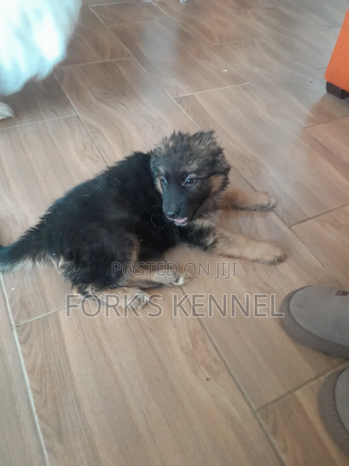 1-3 months Female Purebred German Shepherd