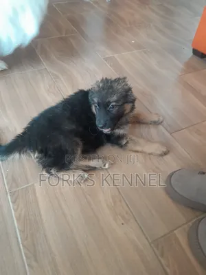1-3 months Female Purebred German Shepherd